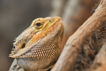 Close up of the head of a lizard
