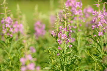Obraz premium Pink flowers of fireweed (Epilobium or Chamerion angustifolium) in bloom. Flowering willow-herb or blooming sally.