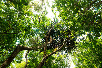 bottom view of branch tree in Tropical jungle.forest and environment concept