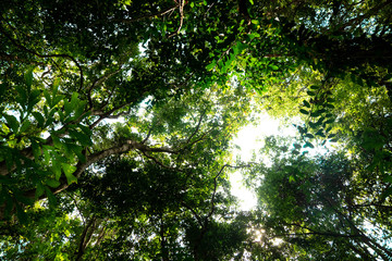 bottom view of branch tree in Tropical jungle.forest and environment concept