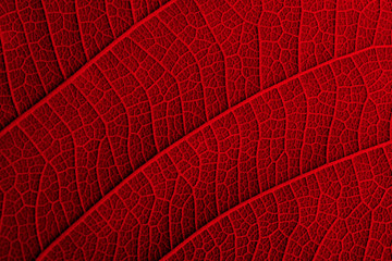 Naklejka na ściany i meble red leaf texture - macro style