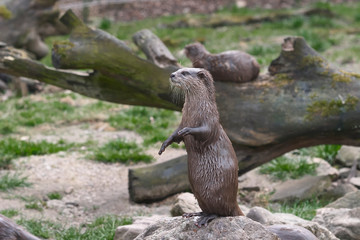 Standing otter in a zoo