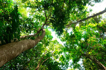 Fototapeta premium bottom view of branch tree in Tropical jungle.forest and environment concept