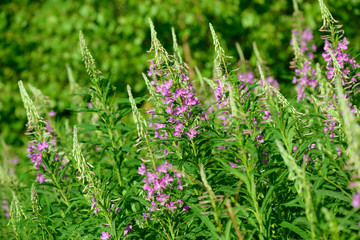 Pink flowers of fireweed (Epilobium or Chamerion angustifolium) in bloom. Flowering willow-herb or blooming sally.