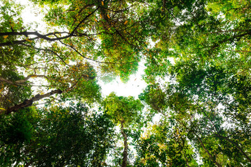 bottom view of branch tree in Tropical jungle.forest and environment concept