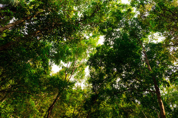 bottom view of branch tree in Tropical jungle.forest and environment concept