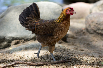 Jungle fowl (Female) was looking for food Along the river in the forest.