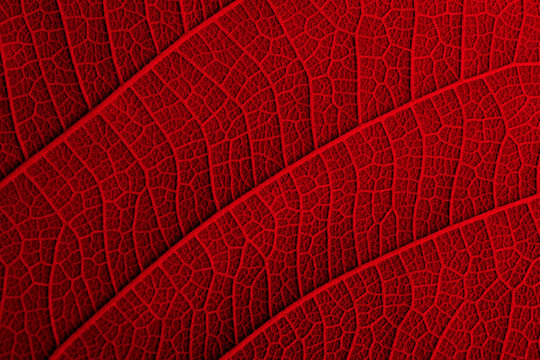 red leaf texture - macro style