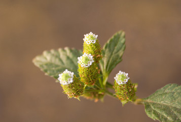 Herbal ornamental herbal Aztec Sugar, for tea, drinks and meals. The origin of the herb from the Caribbean, sweet and heals especially lungs and bronchi. Latin name Lippia dulcis.