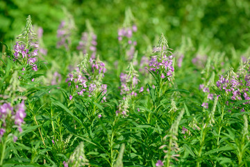 Pink flowers of fireweed (Epilobium or Chamerion angustifolium) in bloom. Flowering willow-herb or blooming sally.