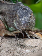 Large Green Iguana Lizard resting