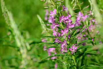 Pink flowers of fireweed (Epilobium or Chamerion angustifolium) in bloom. Flowering willow-herb or blooming sally.