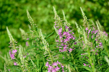 Pink flowers of fireweed (Epilobium or Chamerion angustifolium) in bloom. Flowering willow-herb or blooming sally.