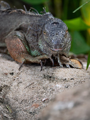 Large Green Iguana Lizard resting