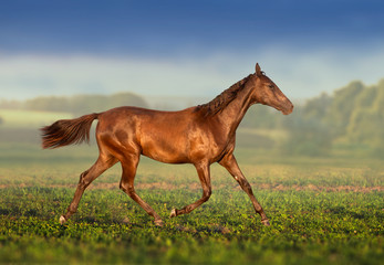 Brown horse runs on the field