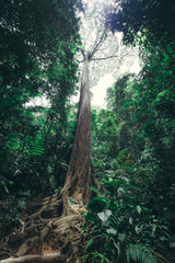 big tree in the rainforest - bottom view