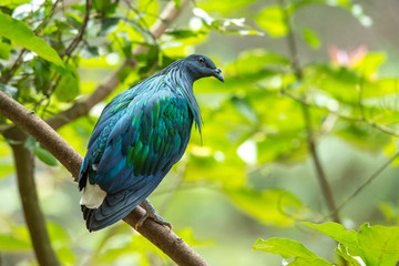 Beautiful nicobar pigeon or nicobar perched on a tree branch