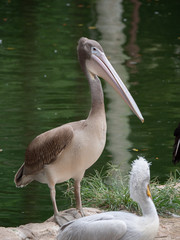 Great White Pelican/Rosy Pelican/White Pelican 