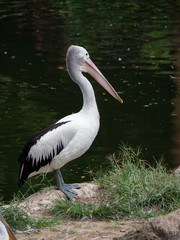 Great White Pelican/Rosy Pelican/White Pelican 