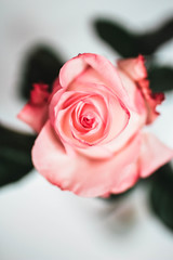 pink rose on white background