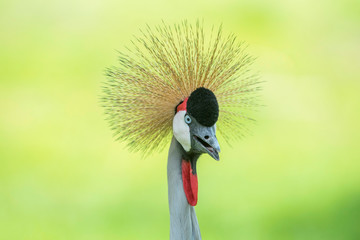 Closeup Grey Crowned-crane (Balearica regulorum) .on green background