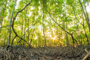 area mangrove forest in morning of Thailand