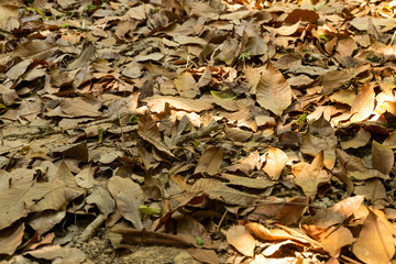 leaves dry falling down to the ground