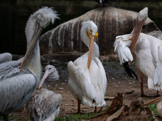 Great White Pelican/Rosy Pelican/White Pelican 
