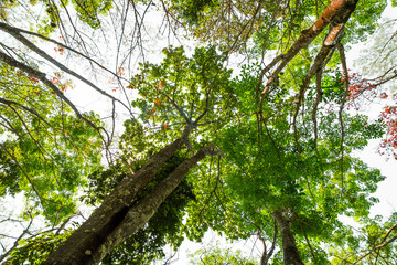 ant eye view of big tree in jungle background
