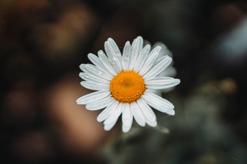 daisy on a green-yellow background