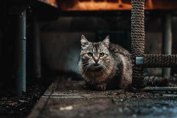 cat