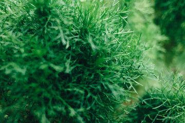 green fern in jungle background and wallpaper
