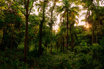 Lush green foliage in tropical jungle of Thailand