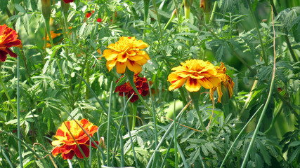 Colourfull tagetes in flowerbed in summer garden