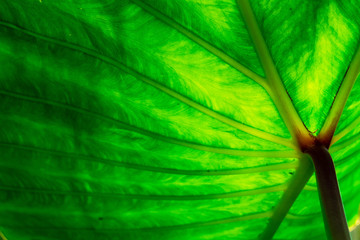 Green Leaf of tropical Giant taro leaf texture