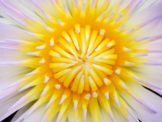 yellow pollen of pink lotus closeup