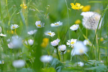 Fröhliche Gänseblümchenwiese