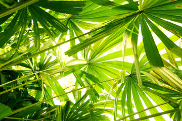 Obraz na płótnie Canvas tropical Fan Palm leaf texture.forest and environment concept