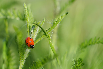 Marienkäfer am Grashalm