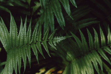 tropical fern leaf texture concept nature dark green background