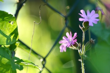 Rosa Lichtnelke am Maschendrahtzaun
