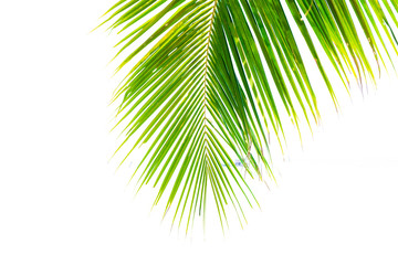 coconut leaf on white background