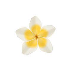 Fototapeta premium Plumeria white vector isolated illustration of hawaiian and tropical single flower with yellow petals.