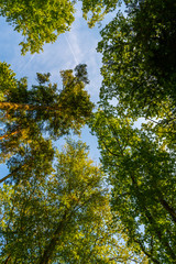 Blick in den Himmel im Wald