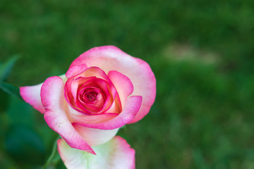 Rose mit textfreiraum