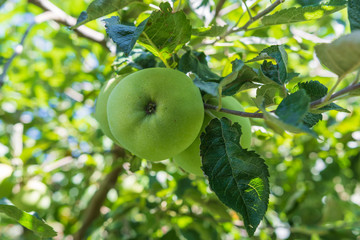 Obstbaum