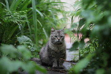 cat
