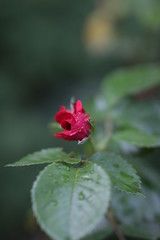 red rose