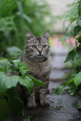 Naklejka na ściany i meble cat in a garden