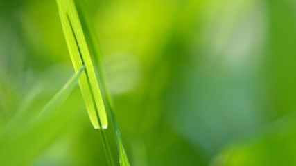 Grashalm abstrakter grüner Hintergrund